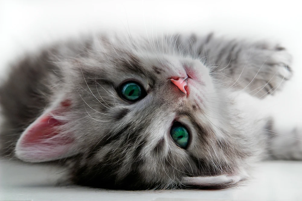 A Programmers Cat A Programmers Lovely Cat