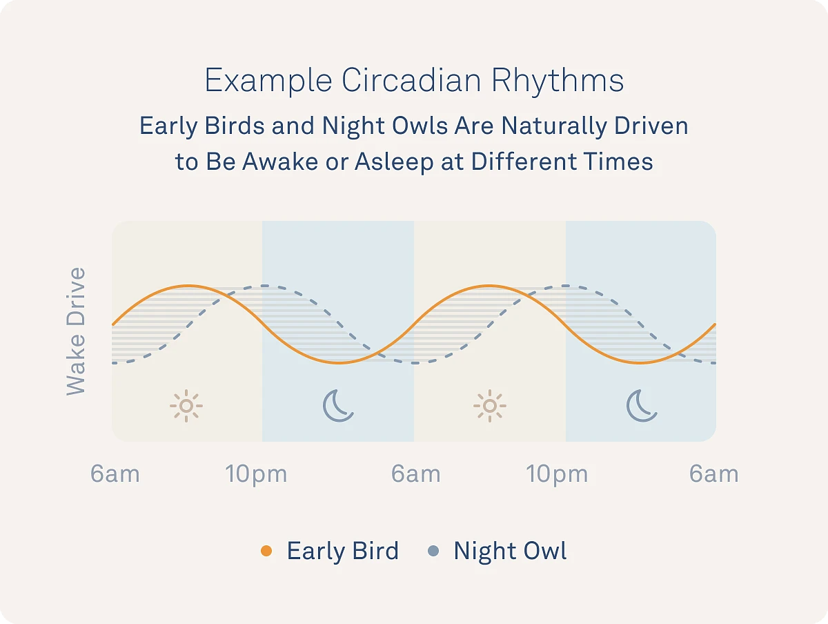 Diagram of Programmer Circadian-Rhythm